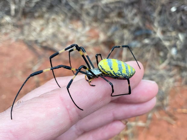 Giant Venomous Flying Spiders With 4-inch Legs Heading To New York Area ...