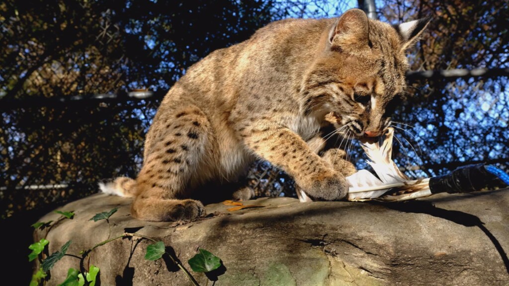 Evi The Bobcat00000003