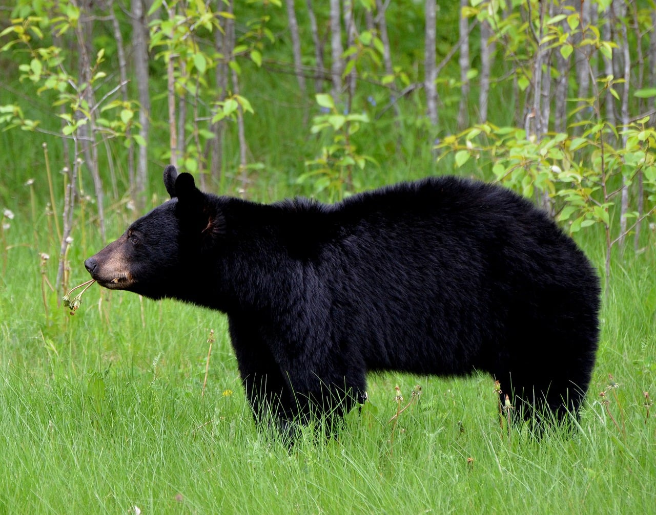 Wildlife agents can kill bears from helicopters to protect caribou in Alaska, judge rules