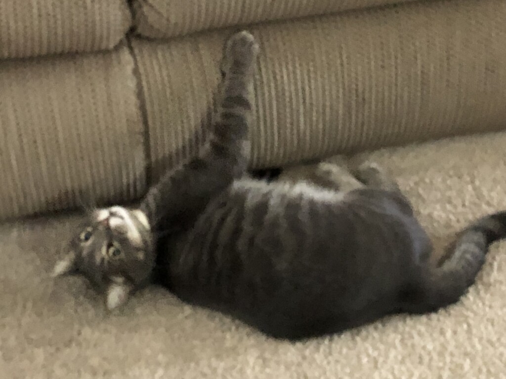 Missingcat 060524