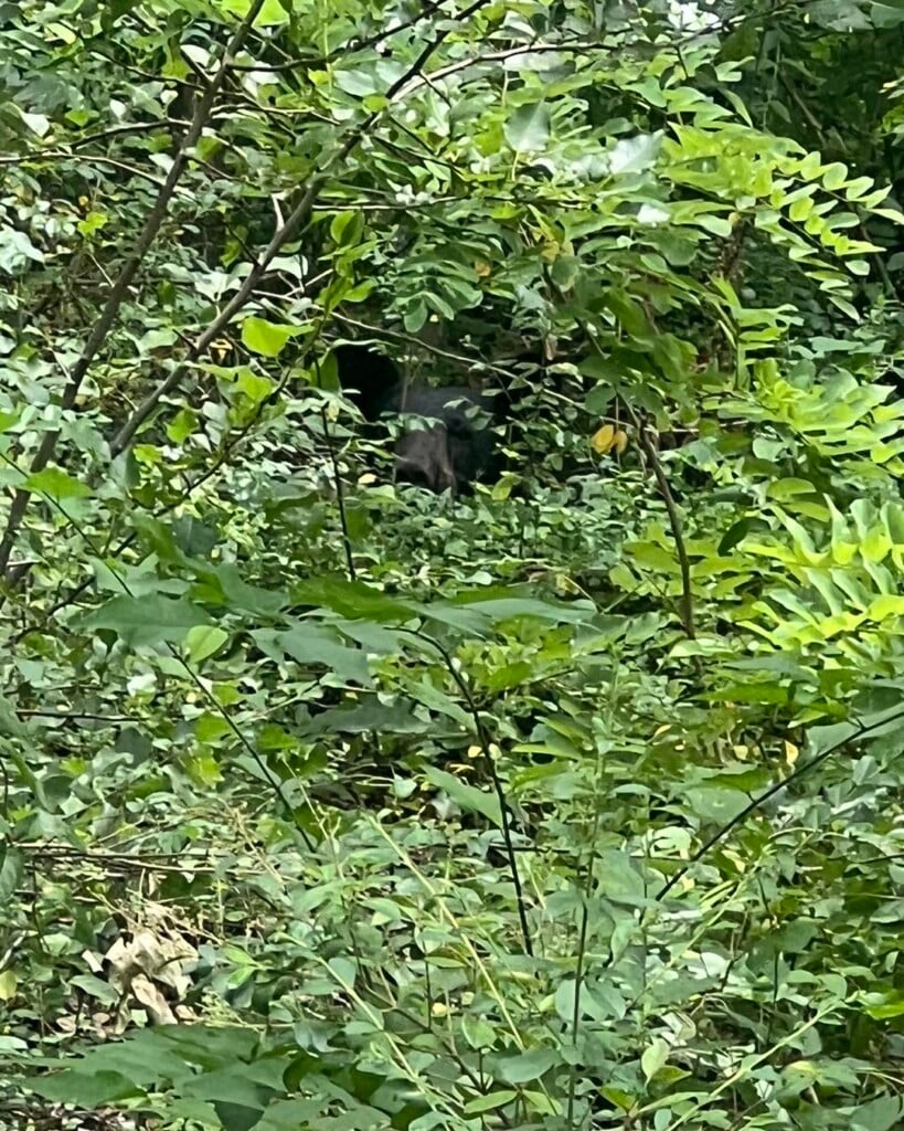 Bear spotted near Roan School in Dalton - WDEF