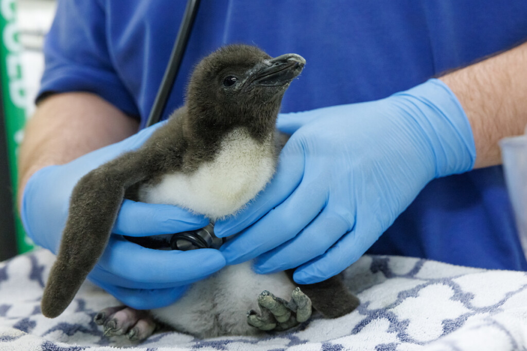 Macaroni Penguin Chick 2024