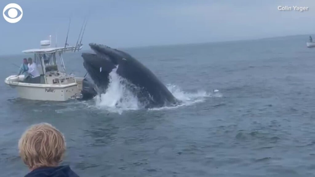 Whale Capsizes Boat Off Portsmouth, New Hampshire In Incredible Video Recorded By Teen