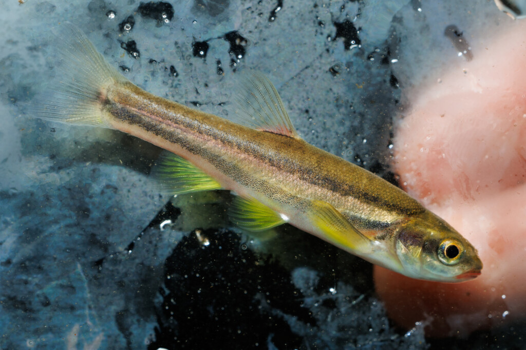 A Laurel Dace (chrosomus Saylori) Collected From Bumbee Creek.
