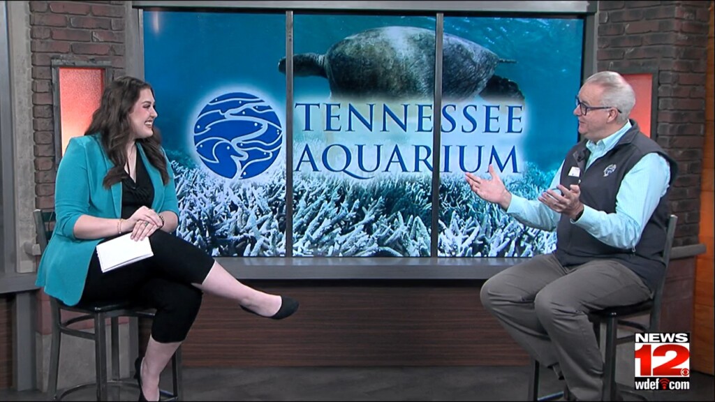 This Morning Tennessee Aquarium
