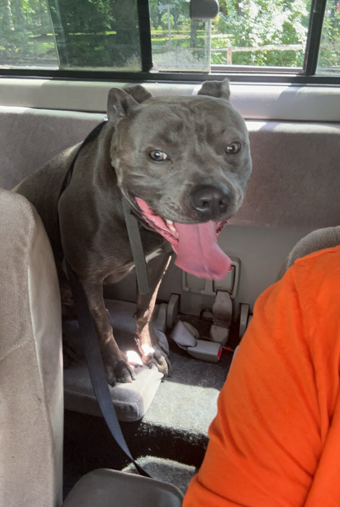Lostdog 092424
