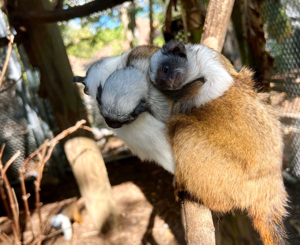 Tamarin Baby Close Up