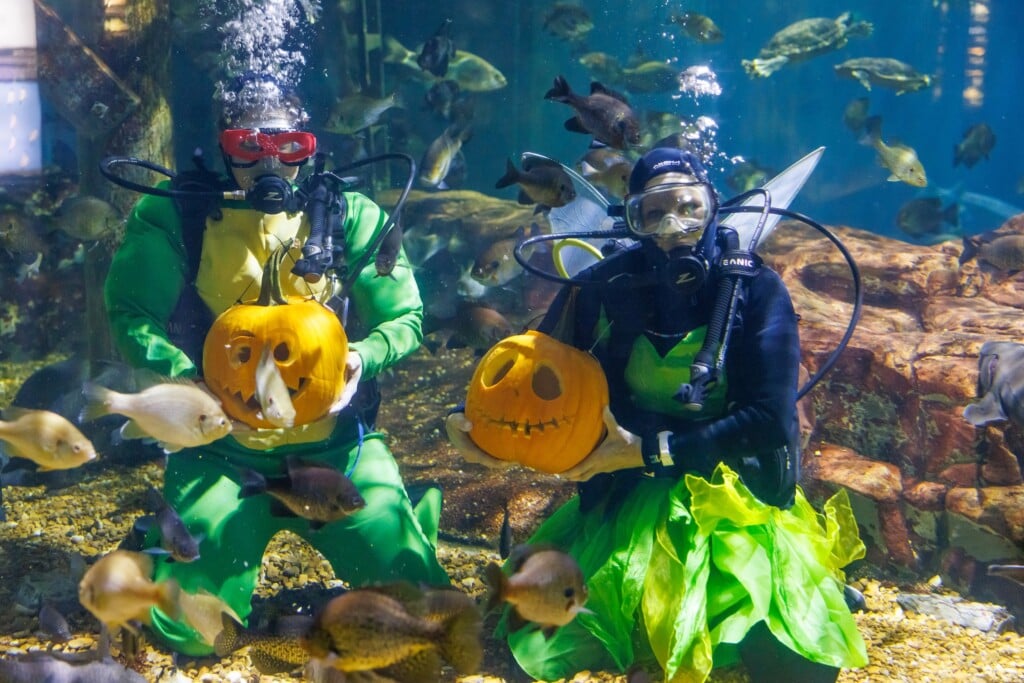 2022 Underwater Pumpkin