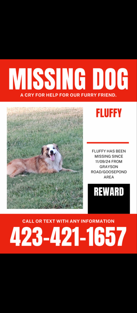 Missing Bordercollie 111324