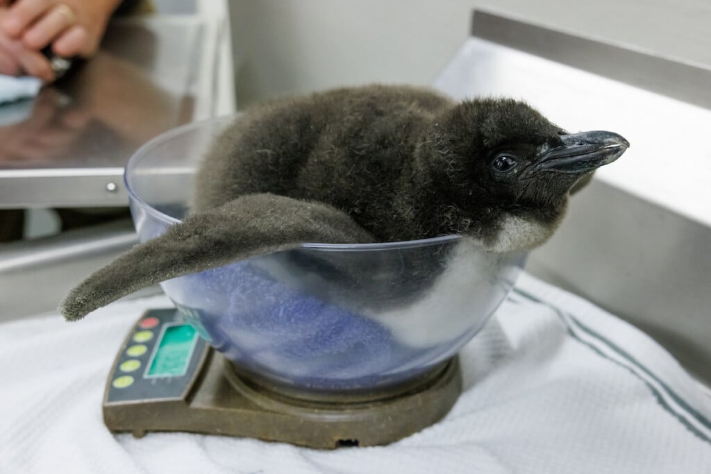 Macaroni Penguin Chick 1