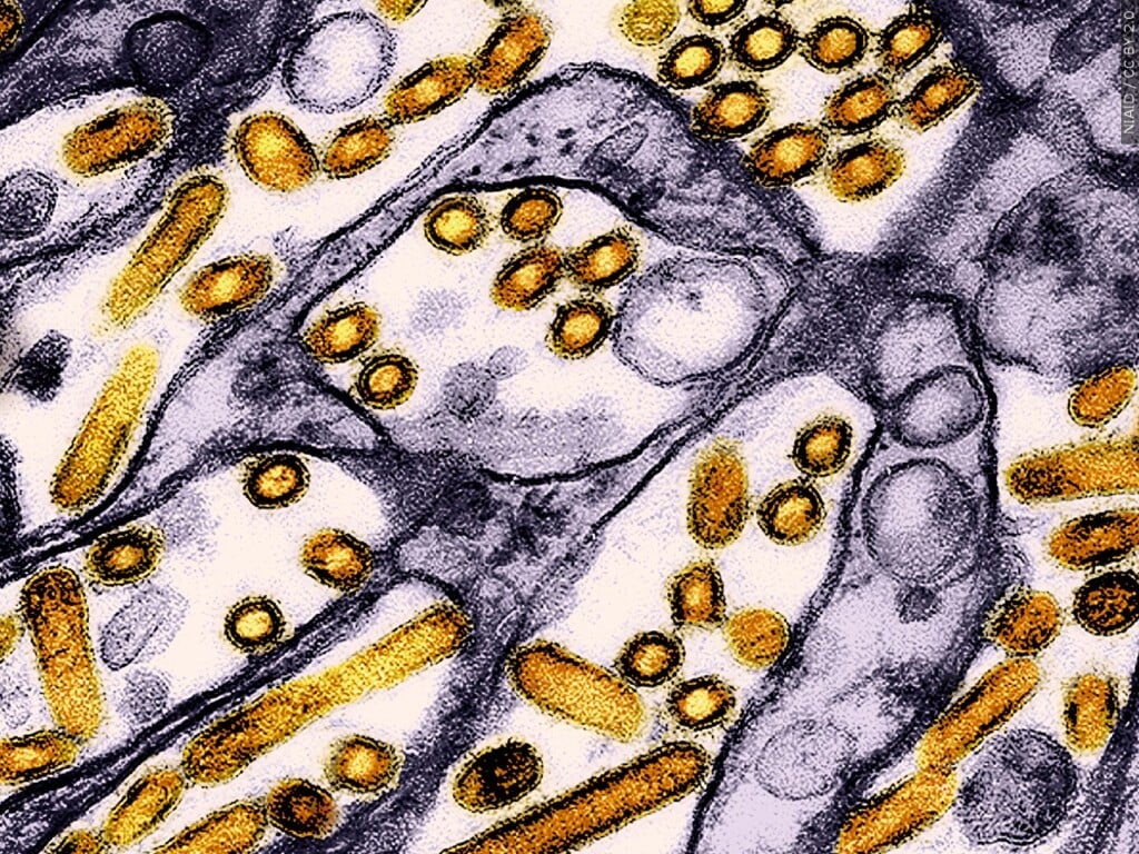 Bird Flu