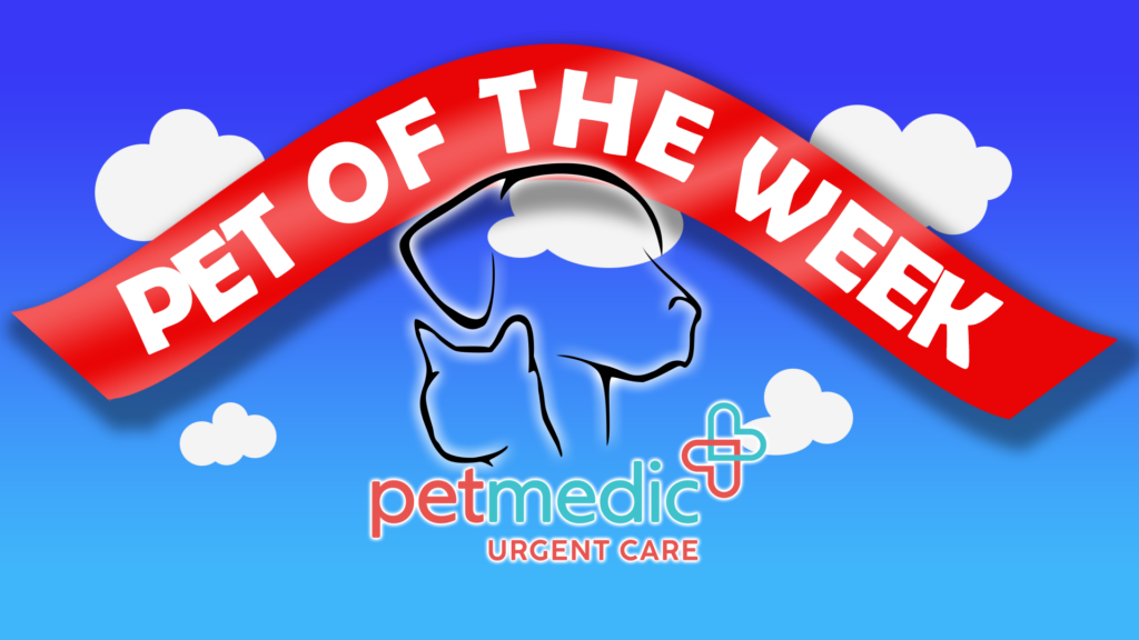 Pet Of The Week Bam