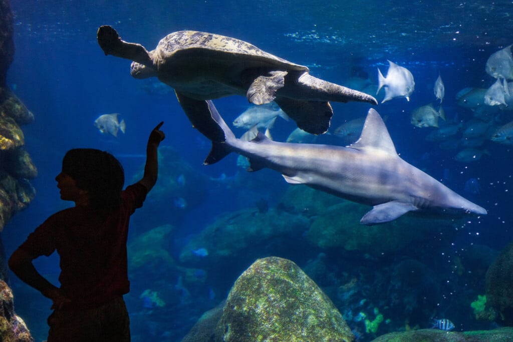 A Guest Watches The Secret Reef.