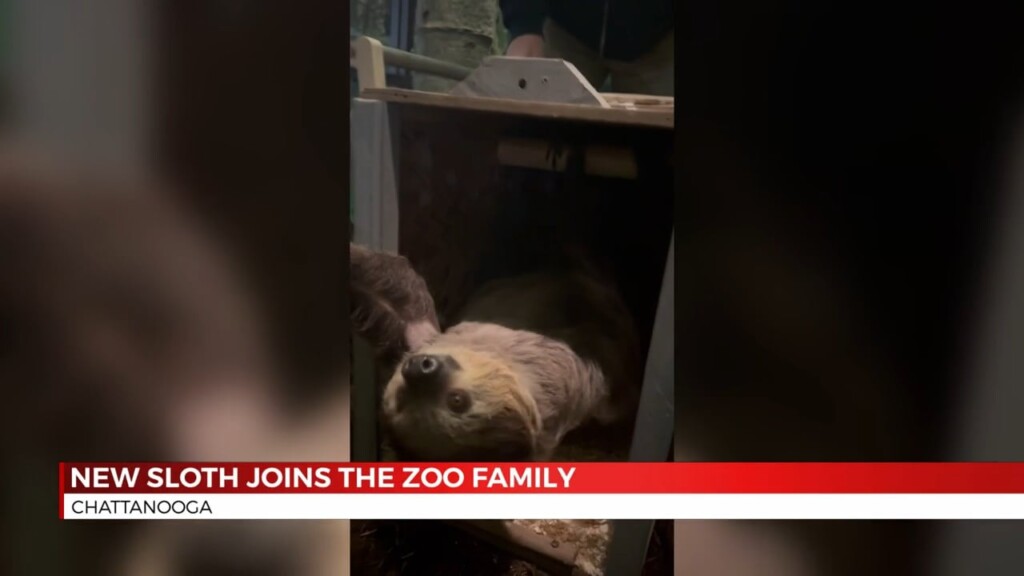Chattanooga Zoo Family Welcomes Boysenberry The Sloth