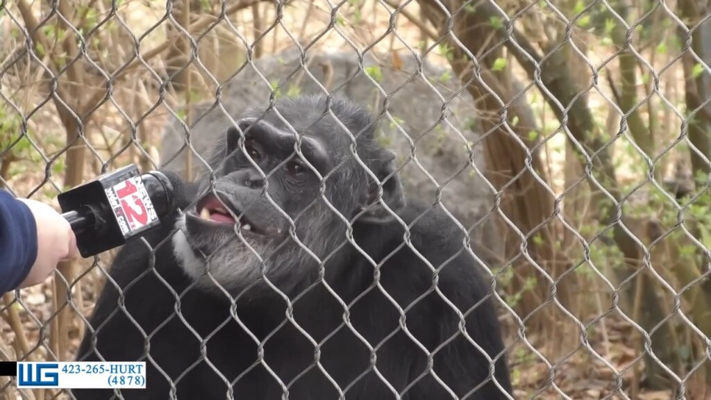 Chattanooga Zoo's Annual Valentine's Day Celebration