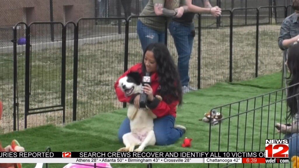 Local Puppy Bowl Brings Wagging Tails And Forever Homes