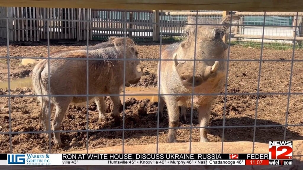 Chattanooga Zoo Welcomes Two New Warthogs