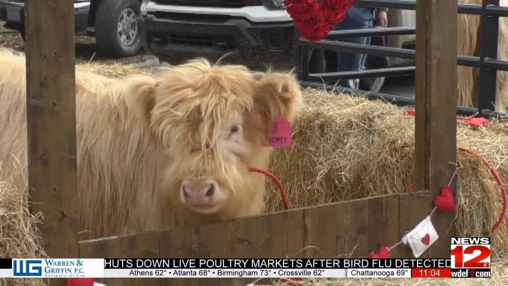 Blessing Creek Farms Celebrates "hug A Cow Day"