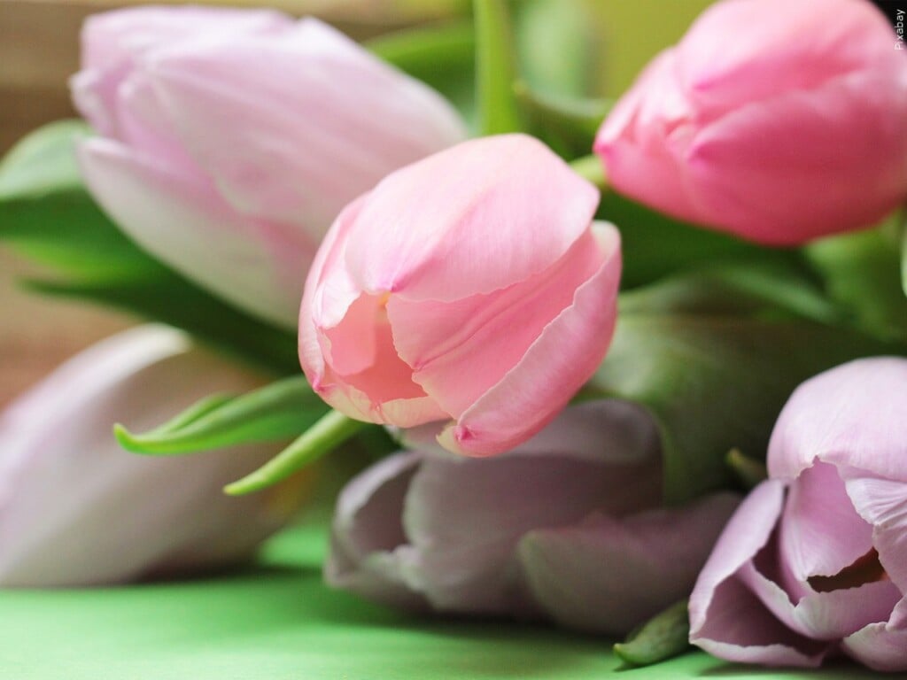 Tulips