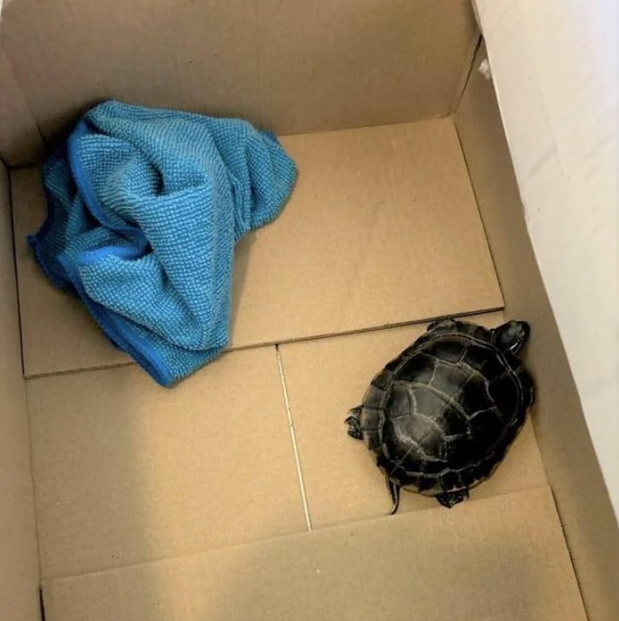 Tsa Turtle