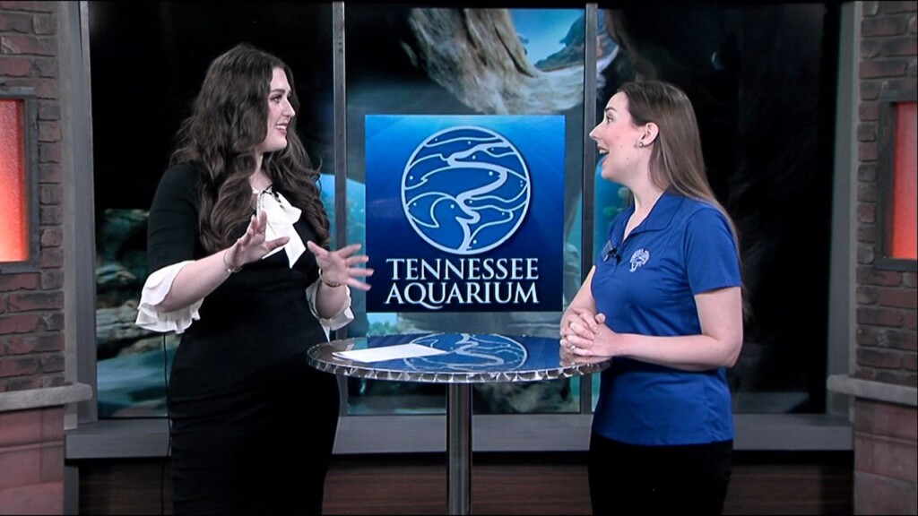 This Morning The Tennessee Aquarium
