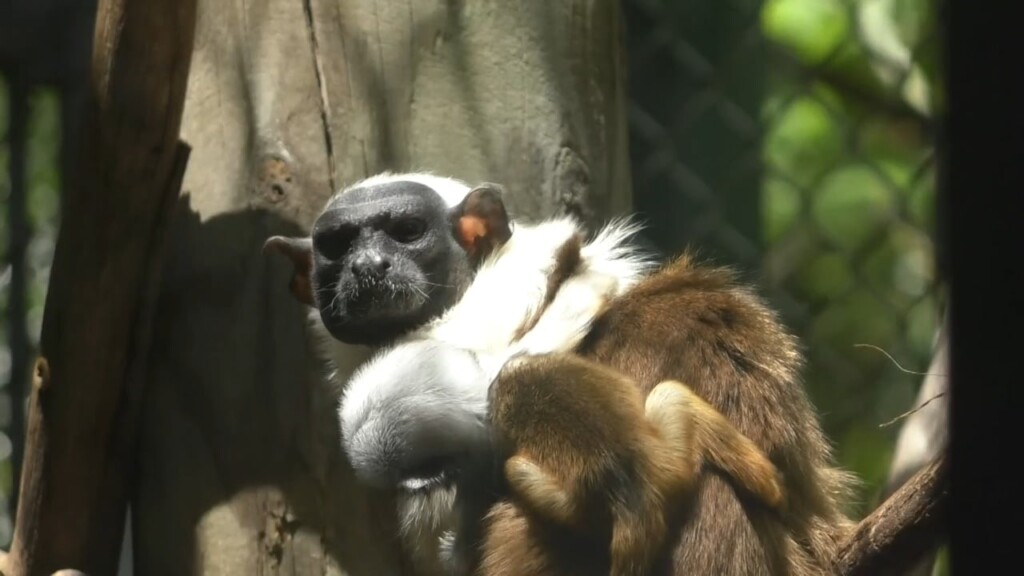 Chattanooga Zoo Welcomes Rare Pied Tamarin Babies