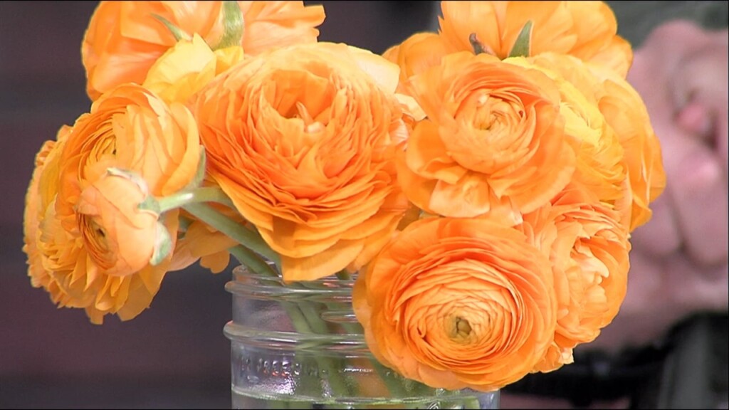 This Morning Creekside Flower Farm