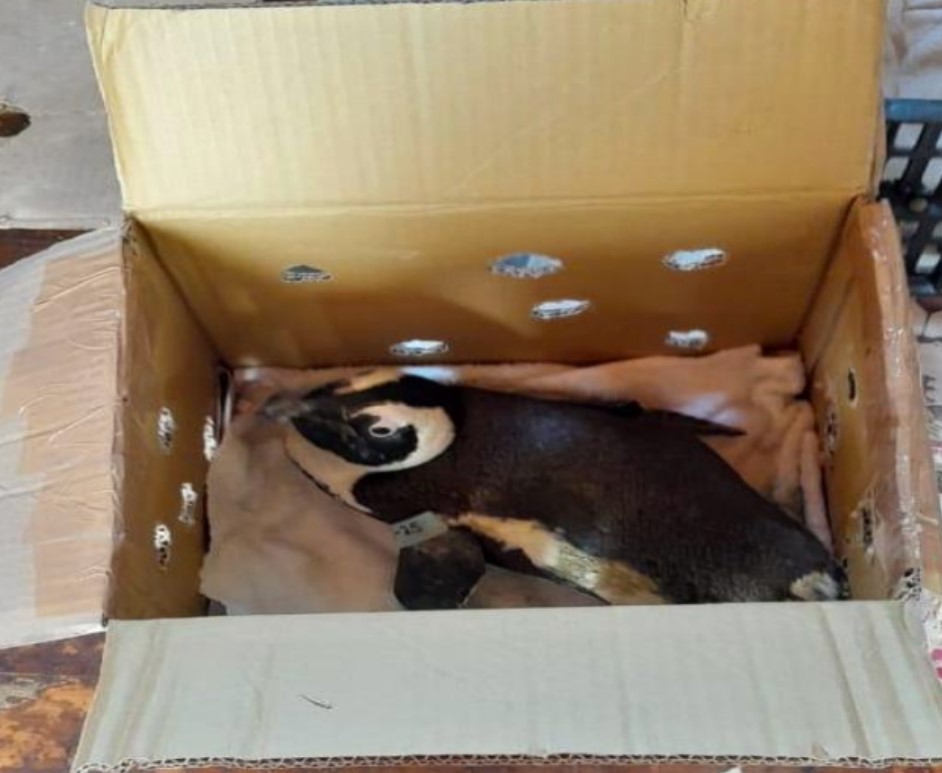 The Penguin In A Cardboard Box