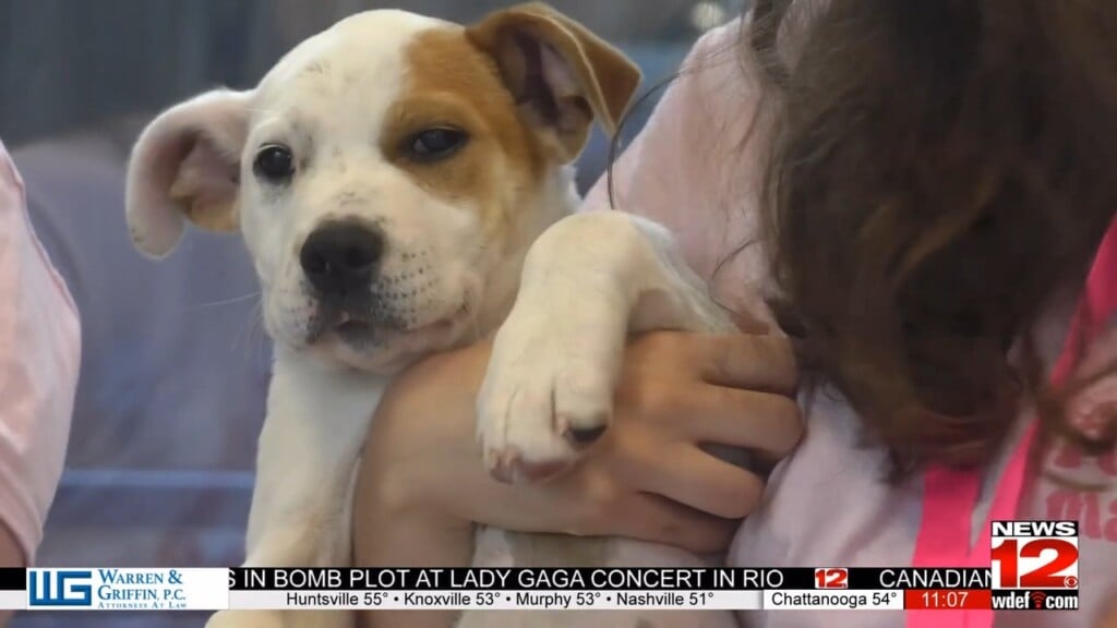 Fur Mama Nonprofit Specializes In Saving The Tiniest Lives
