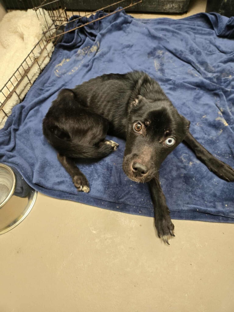 Cumberland County Animal Cruelty Case