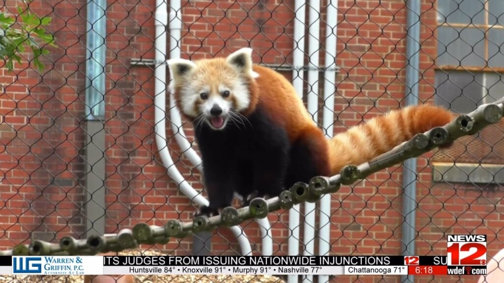 The Chattanooga Zoo Is Saying Goodbye To Pilatus The Red Panda