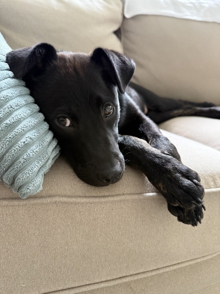 Barkvader