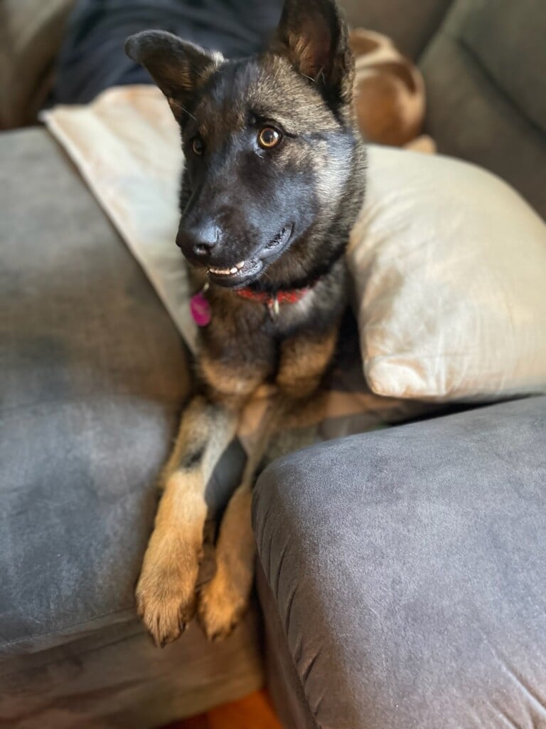 Gumbo