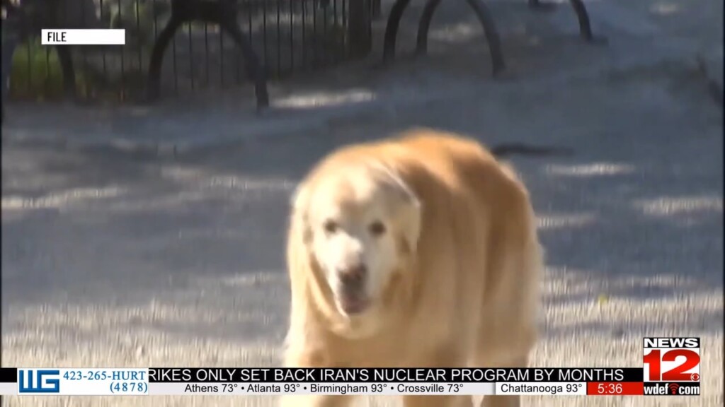 Keeping Pets Safe In Heat