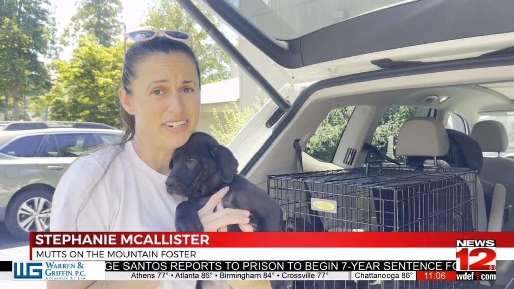 Mutts On The Mountain Foster Hosts Adoption Day