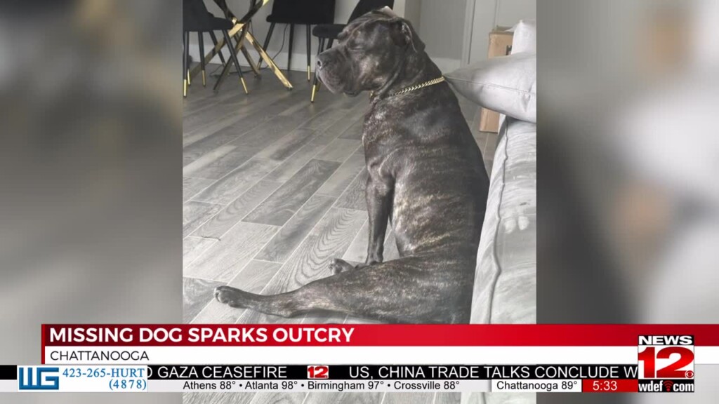 Missing Dog Sparks Outcry