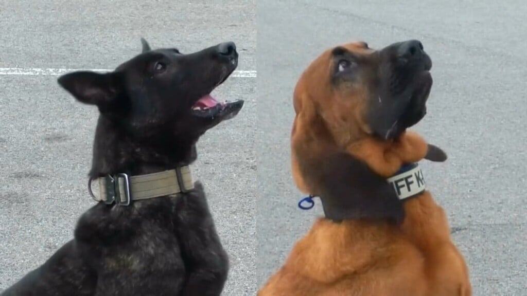 Exclusive: Local K9 Teams Head To Texas To Help With Flood Recovery