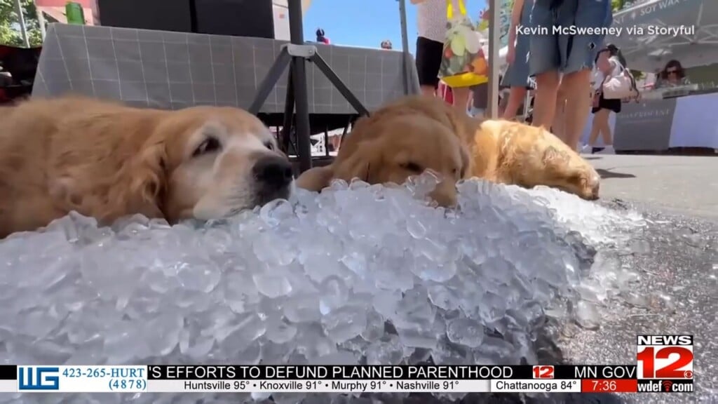 Extreme Heat Poses Deadly Risk To Pets