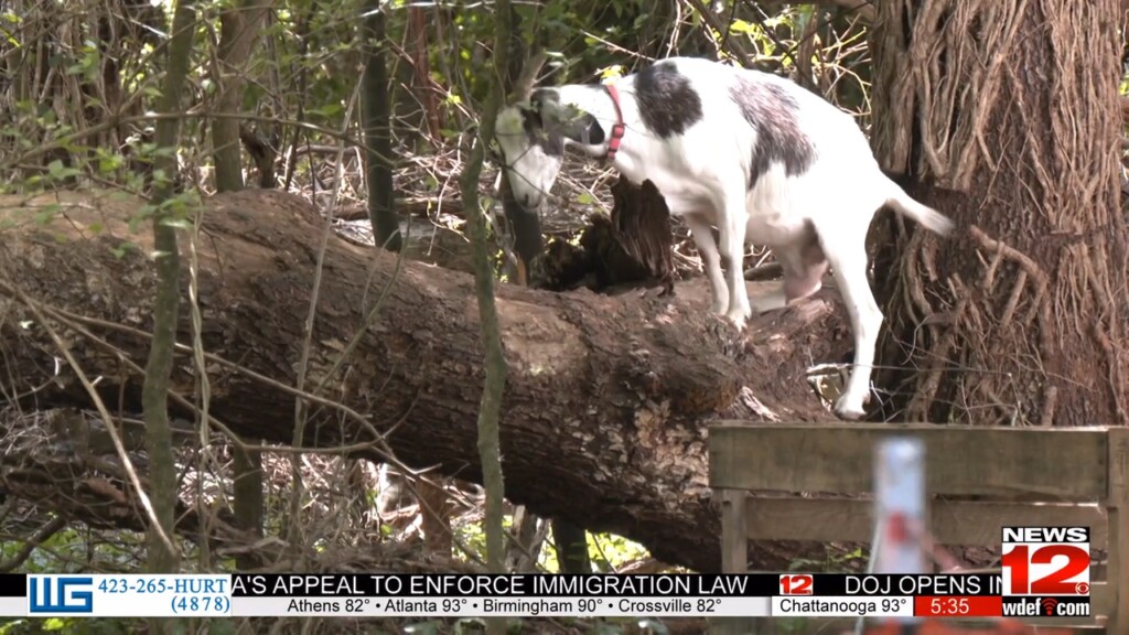 Goats Return To Island Duty
