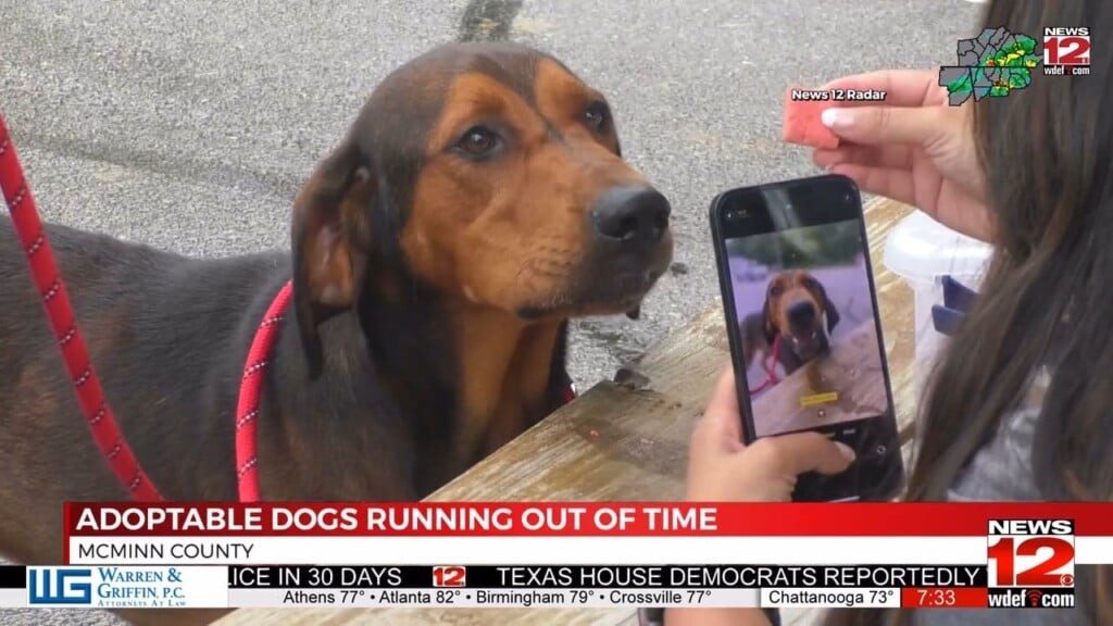 Humane Society Needs Help To Save Six Dogs From Deadly Deadline
