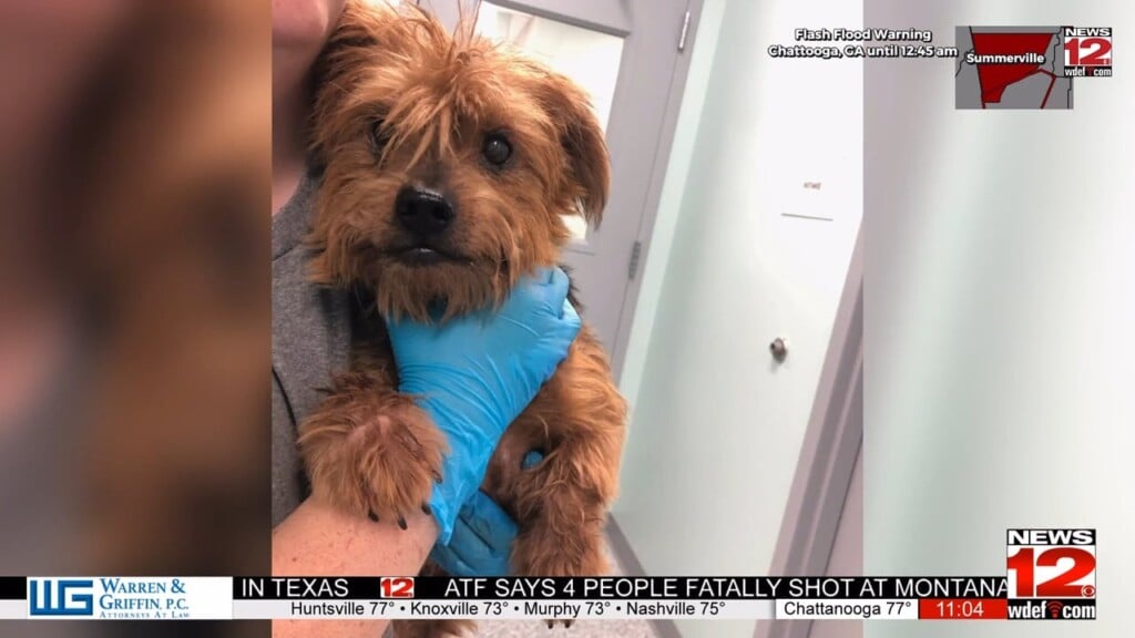 More Than 40 Dogs Rescued From Hoarding Situation