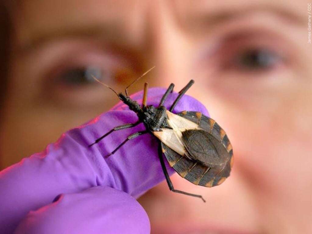 Kissing Bug