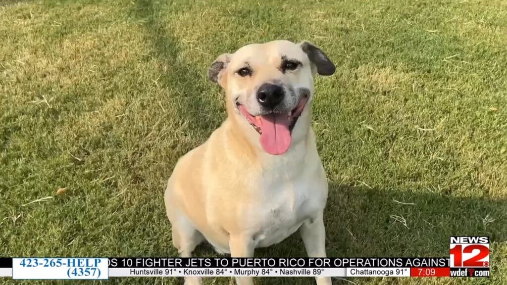 Eight Furry Friends Have Until Wednesday To Find Their Family