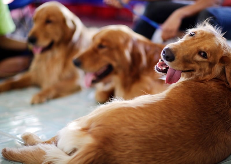 Golden Retrievers Charlie & Summer Land Lead Roles In ‘air Bud Returns’ After Nationwide Search