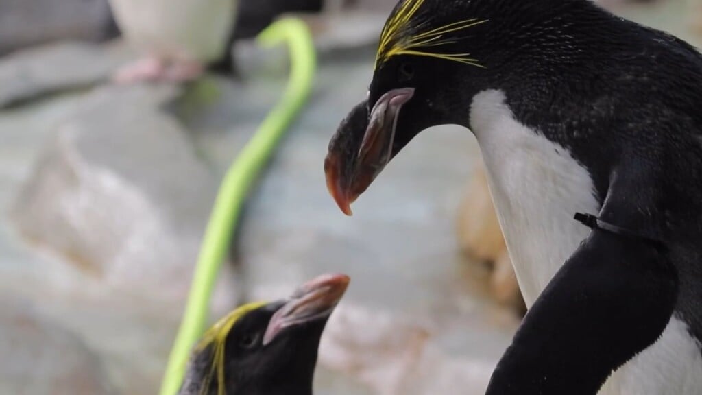 Behind The Curtain: Tennessee Aquarium's Penguin Rock