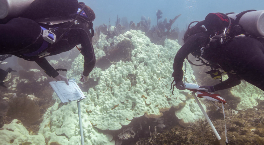 Coral Reef