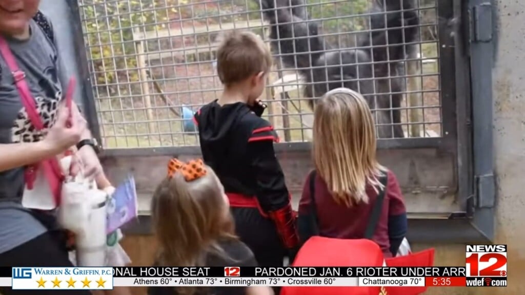 Chimp Or Treat At Project Chimps