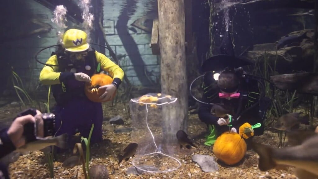 This Morning Tennessee Aquarium Oddtober