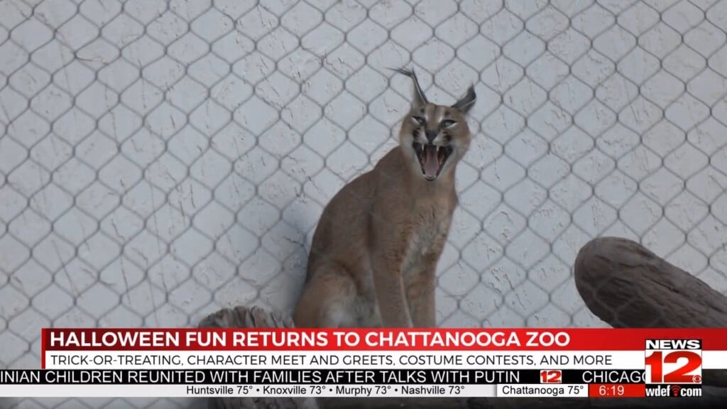 Halloween Fun Returns To Chattanooga Zoo