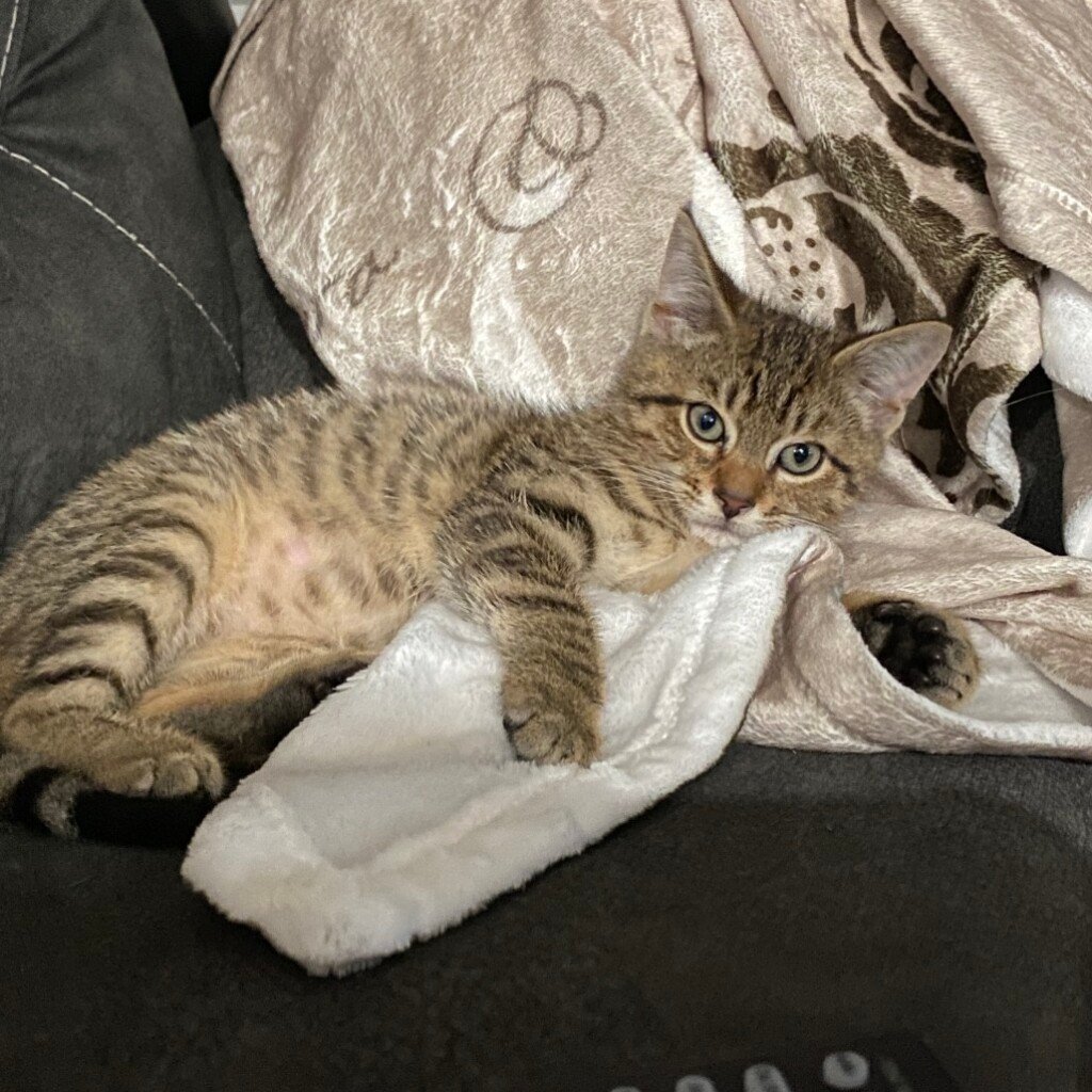 Pet 2